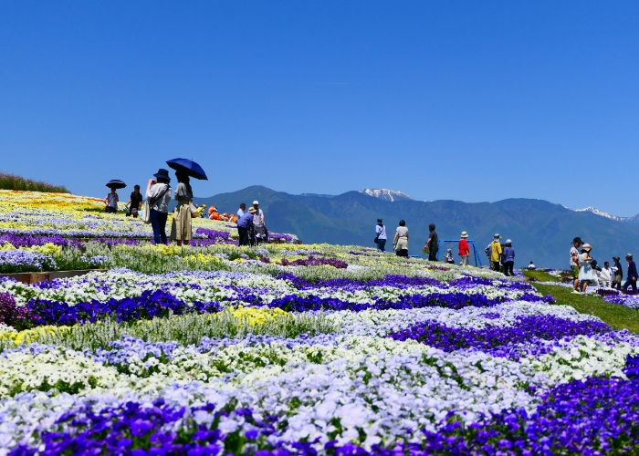 People enjoy the yellow, white, and purple flowers at Shinshu Sky Park in the shadow of the Japanese Alps